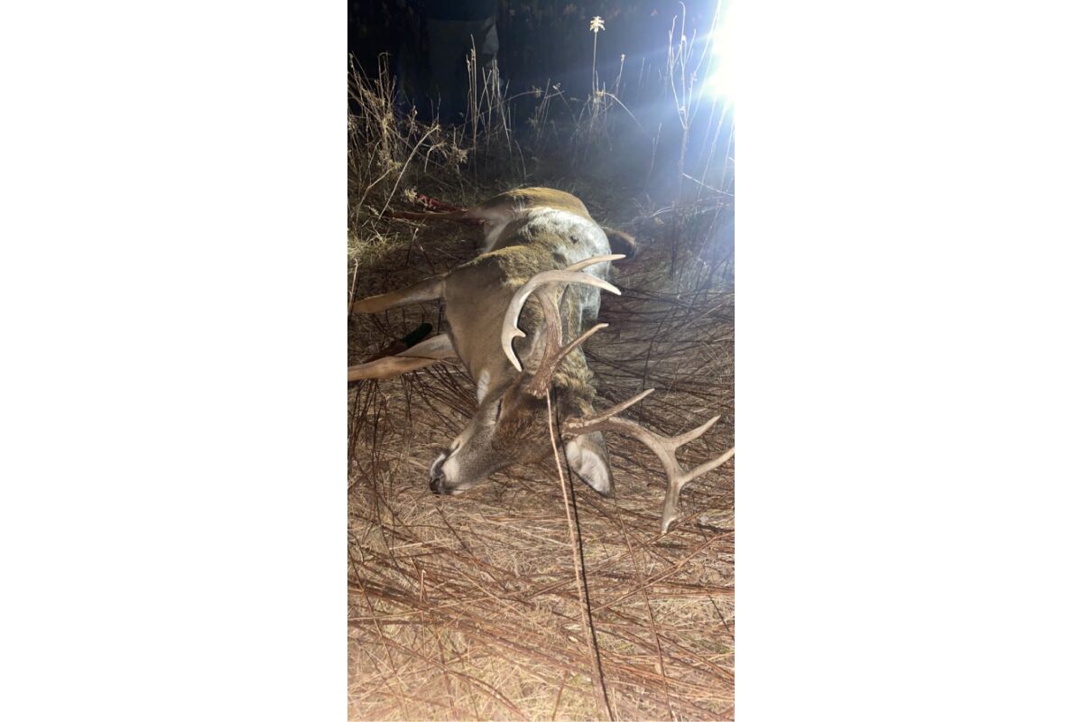 Deer taken by Mrs White’s grandson on this property