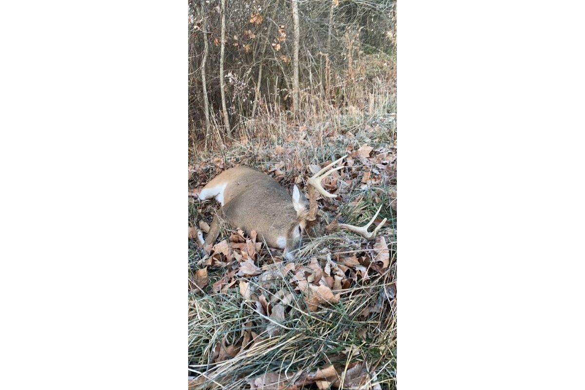 Deer taken by Mrs White’s grandson on this property